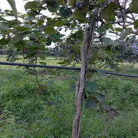 باغ کیوی.شالیزار