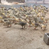 جوجه غاز