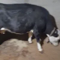 گاو سمینتال