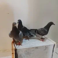 جوجه کبوتر مسافتی ( پلاکی)|پرنده|رباطکریم, رباطکریم|دیوار