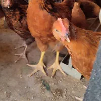 جوجه ۳ ماهه 580هزار تومن