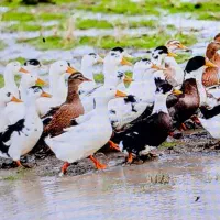 اردک محلی شالیزار