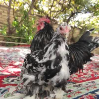 خروس و جوجه مرغ کوچین برهما|حیوانات مزرعه|شیراز, معالی‌آباد|دیوار