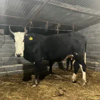 یک راس ماده گاو دورگ جنگلی