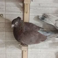 کفتر مفت