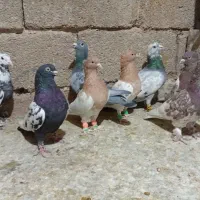 تعدادی کبوتر|پرنده|جهرم, |دیوار