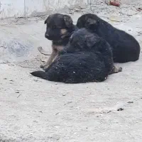 سگ ژرمن اصل|سگ|تهران, تهرانپارس جنوبی|دیوار