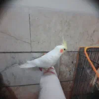 عروس هلندی دستی|پرنده|شیراز, شهرک مدرس|دیوار