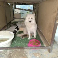 سگ سامویید گمشده