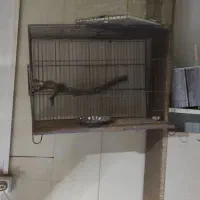 قفس پرنده