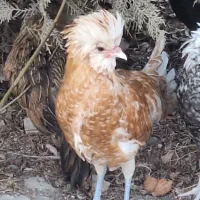 جوجه اردک و خروس های لهستانی جوان