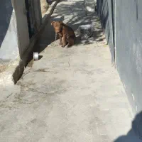 سگ پیتبول گمشده اندیشه فاز یک|حیوانات|اندیشه, شهرک المهدی|دیوار