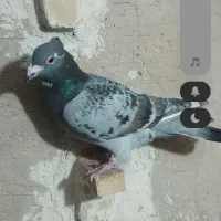 طاوسی کاکل|پرنده|شیراز, پودنک|دیوار