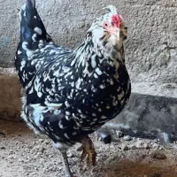 فروش جوجه ۲ ماه گلین اصل