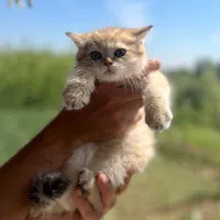 بریتیش گلد خالص بدون میکس