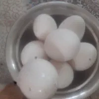 تخم گاز