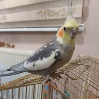 عروس هلندی نر گم شده اسمش پسته