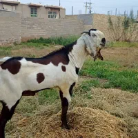 فروش دو عدد نری پنجابی