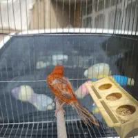 قناری ماده سرخ بدون پر ابلغی آماده|پرنده|شیراز, سعدیه جنوبی|دیوار