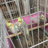 عروس هلندی سخنگو|پرنده|کاشان, آیت الله سعیدی|دیوار