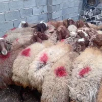 چهل راس میش ابستن و قوچ