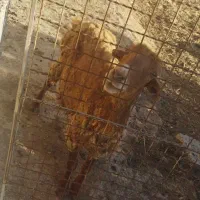 2 گوسفند به مبلغ 45 میلیون