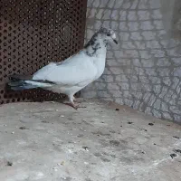 چهار عدد کبوتر