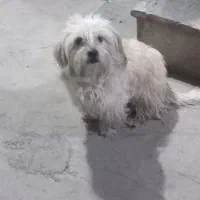 سگ پاکوتاه|سگ|خوی, |دیوار