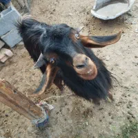 گوسفند فروشی