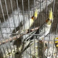 جفت عروس هلندی با جوجه