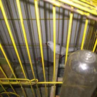 یک جفت فنچ با قفس۳۵۰