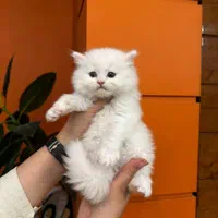 مجموعه گربه‌های زیبا و بغلی (پرشین اسکاتیش بریتیش)