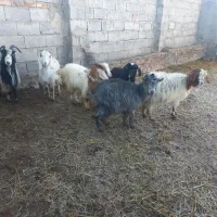 ۶عددبزوبزغاله