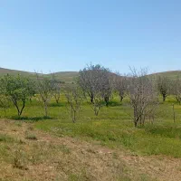 باغ-درخت-دارای-2-چشمه
