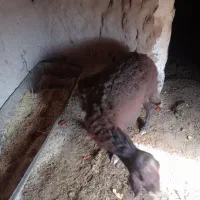 میش بره|حیوانات مزرعه|رادکان, |دیوار