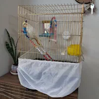 عروس هلندی با قفس