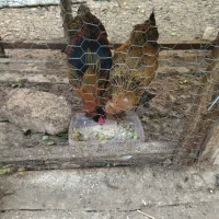 مرغ و خروس جوان و جوجه