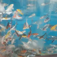 بچه ماهی کُوی برکه ژاپنی