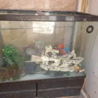 آکواریوم شرکتی با لوازم