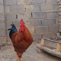 خروس لاری فروشی|حیوانات مزرعه|شیروان (خراسان), |دیوار