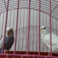 یک جفت مرغ عشق سالم