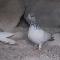 یک عدد کله ای|پرنده|بندرعباس, |دیوار