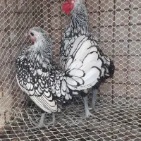 مرغ و خروس سیبرایت مینیاتوری