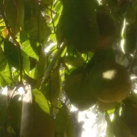 نارنج رستورانی|خوردنی و آشامیدنی|گتوند, |دیوار
