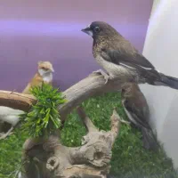 پرنده|حراج|مسجد سلیمان, |دیوار