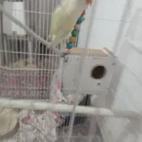 کوتوله ۴رنگ|پرنده|مشهد, اروند|دیوار