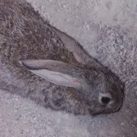 خرگوش