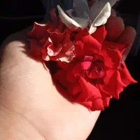 تخم نطفه دار بوقلمون