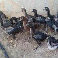 جوجه لاری