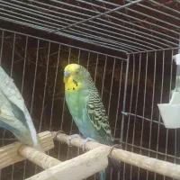 حراج واقعی مرغ عشق